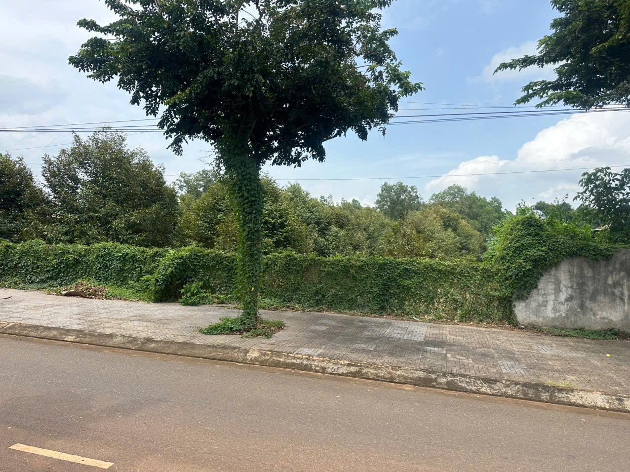 Bán đất 500,1m² ngang 10m giá 3.1 tỷ Phường Tam Long