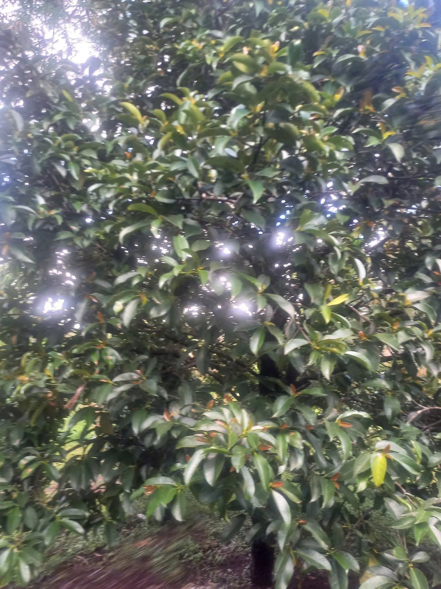 Bán đất 2000.1m² giá 2.95 tỷ Phường Tân Lập