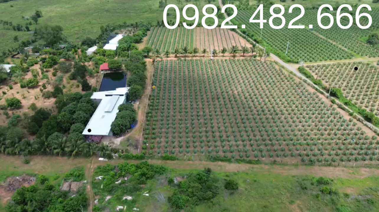 Bán 2,23 ha đang trồng thanh long và cây ăn trái Tiến Thành, Phan Thiết ( giá ngộp )