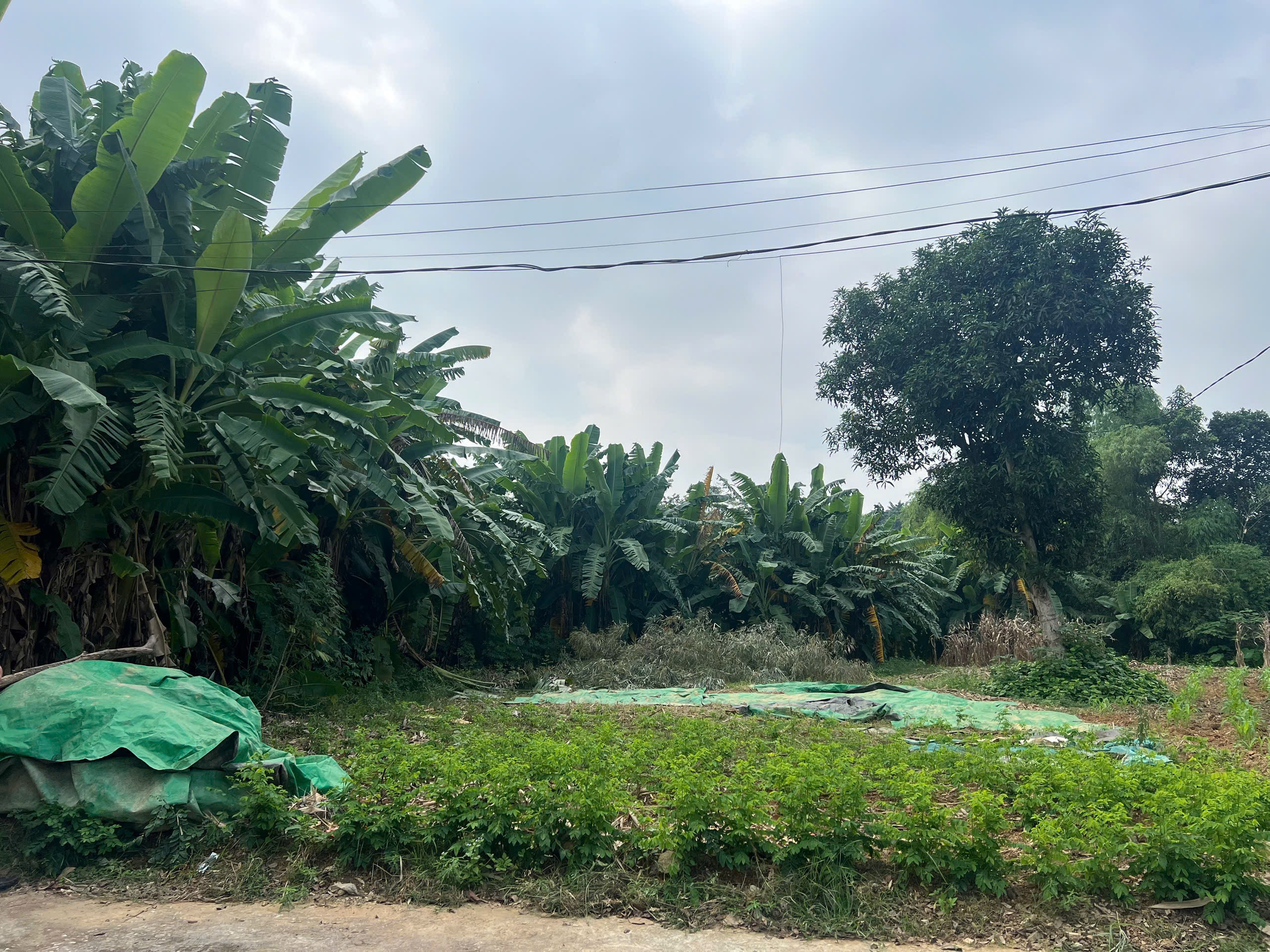 Bán đất 338,3m² ngang 14,2m giá 3.2 tỷ Phường Vân Phú