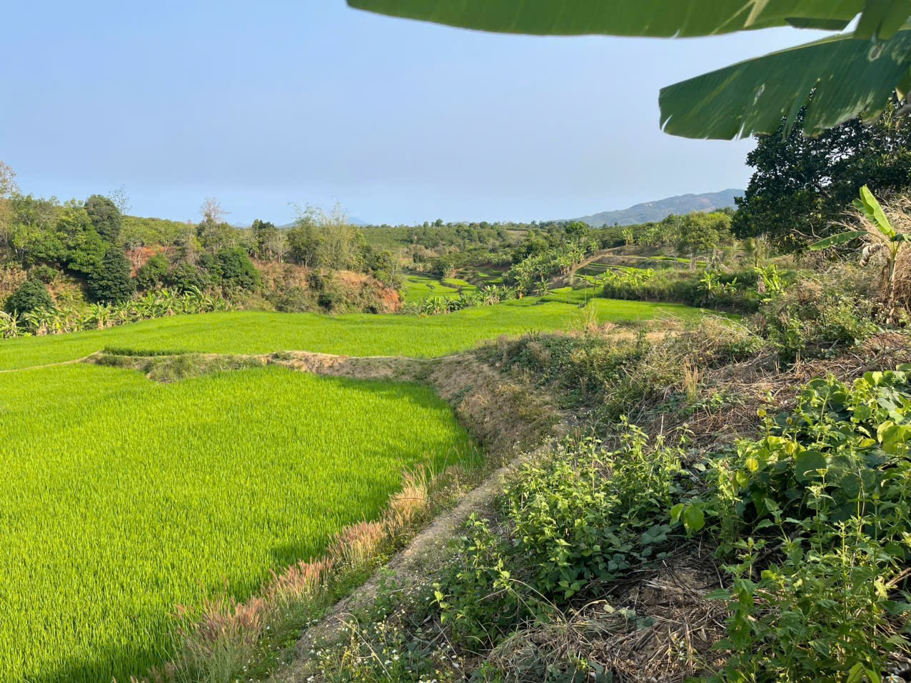 💥 View ruộng Võ Văn Kiệt