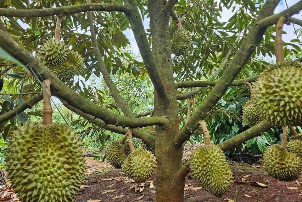 Kẹt Tiền Giá Ngộp Cần Bán Gấp Đất Vườn Gần Dầu Giây Đồng Nai 2000m2