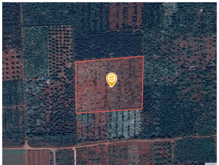 🔥🔥Để Lại 1,5 ha sầu riêng sen tiêu, cà phê rất đẹp tại Ea Pôk. Đăk Lăk
