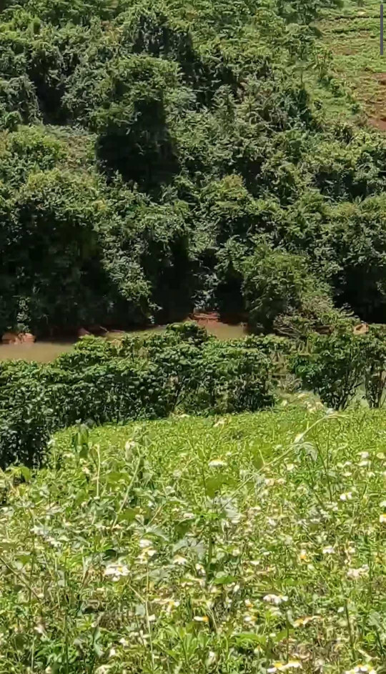 Bán  đất nông nghiệp 3700m² , giá 3.7 tỷ tại, Thị trấn Lộc Thắng, Huyện Bảo Lâm, Lâm Đồng