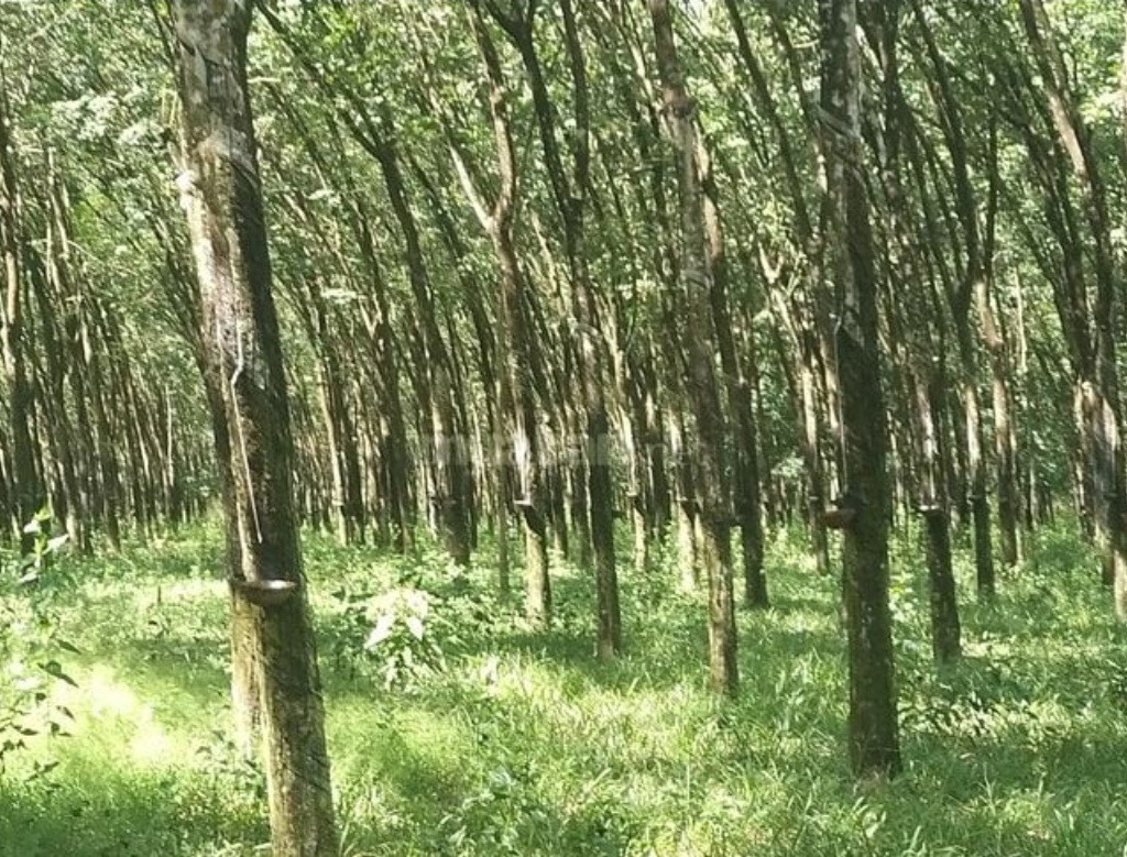 Nhà Đất Tân Hiệp Long Thành Đồng Nai