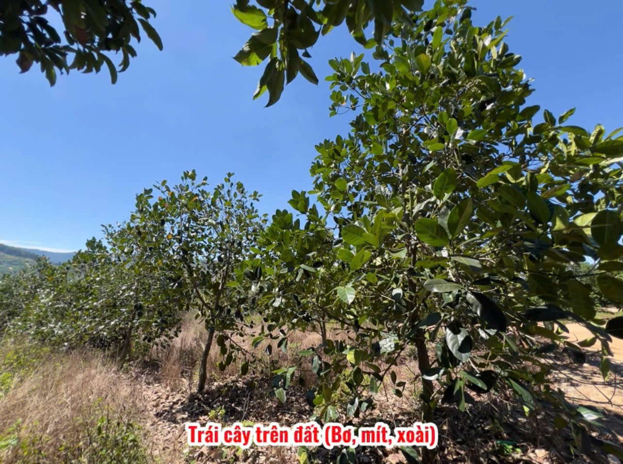 Bán đất thị trấn nam ban