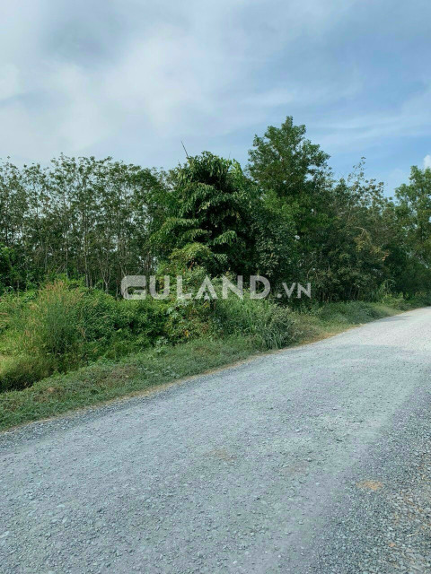 (B340) (Đã bán)  Đất 1/Cây Gõ, gần sông Sài Gòn, xã An Phú, dt 6686m2, chỉ 7 tỷ 900