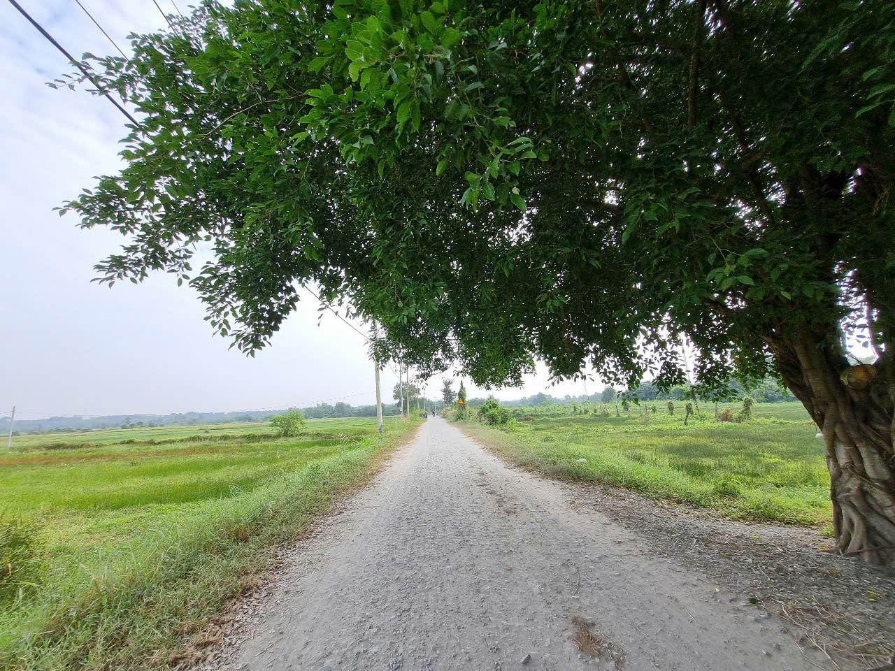 (S495) Đất đẹp Đường 799 (1/ Nguyễn Thị Sữa), An Phú, dt 503m2 chỉ 2 tỷ 200