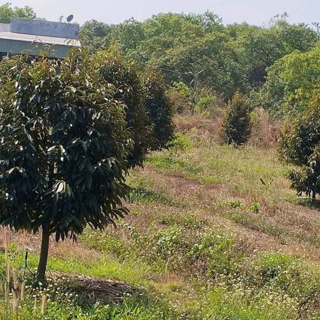 Cần bán gấp vườn sầu riêng H. Hớn Quản, Bình Phước, 4000m2, thổ cư 100m2