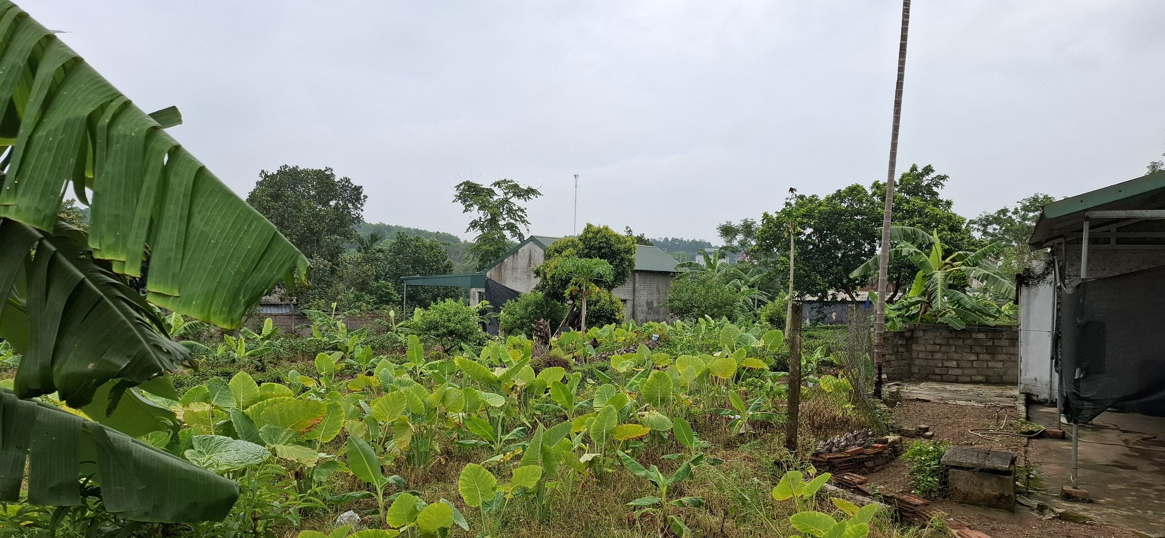 🏡 Chủ nhờ bán lô đất đẹp tại thôn 6, xã Suối Hai, Ba Vì, Hà Nội