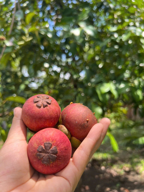 Bán đất vườn Long Khánh