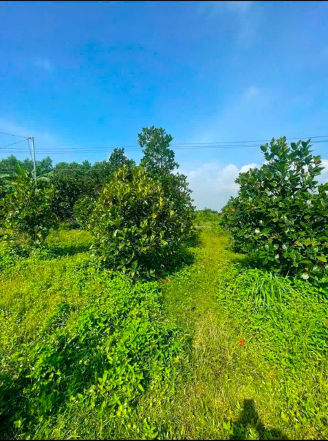 Đất Bình Lợi Vĩnh Cửu. Diện tích : 1.350m . Đường ô Tô . Chỉ 1Tỷ8
