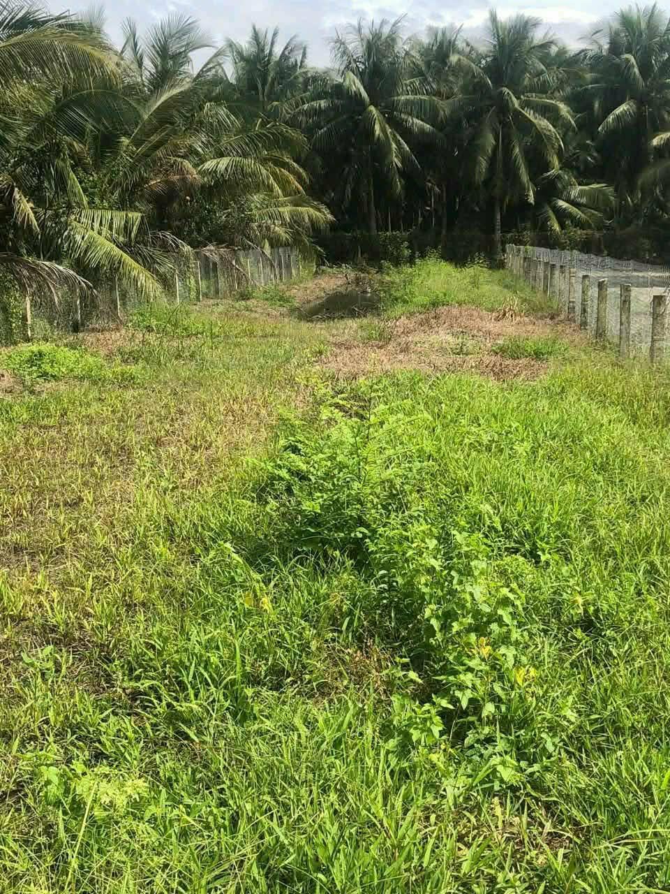 Bán đất thổ cư mặt tiền đường Ôtô xe Tải trung tâm xã Bình Ninh huyện Chợ Gạo tỉnh Tiền Giang, DT: 10x65m.
