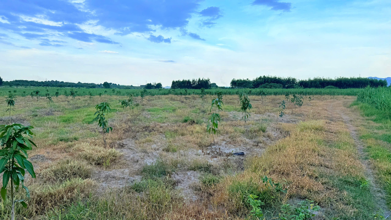CAM AN NAM -- 1827 M2 -- 55M NGANG -- FULL XOÀI -- GIÁ CHỈ 1 TỶ 200 -- LH 0961481675