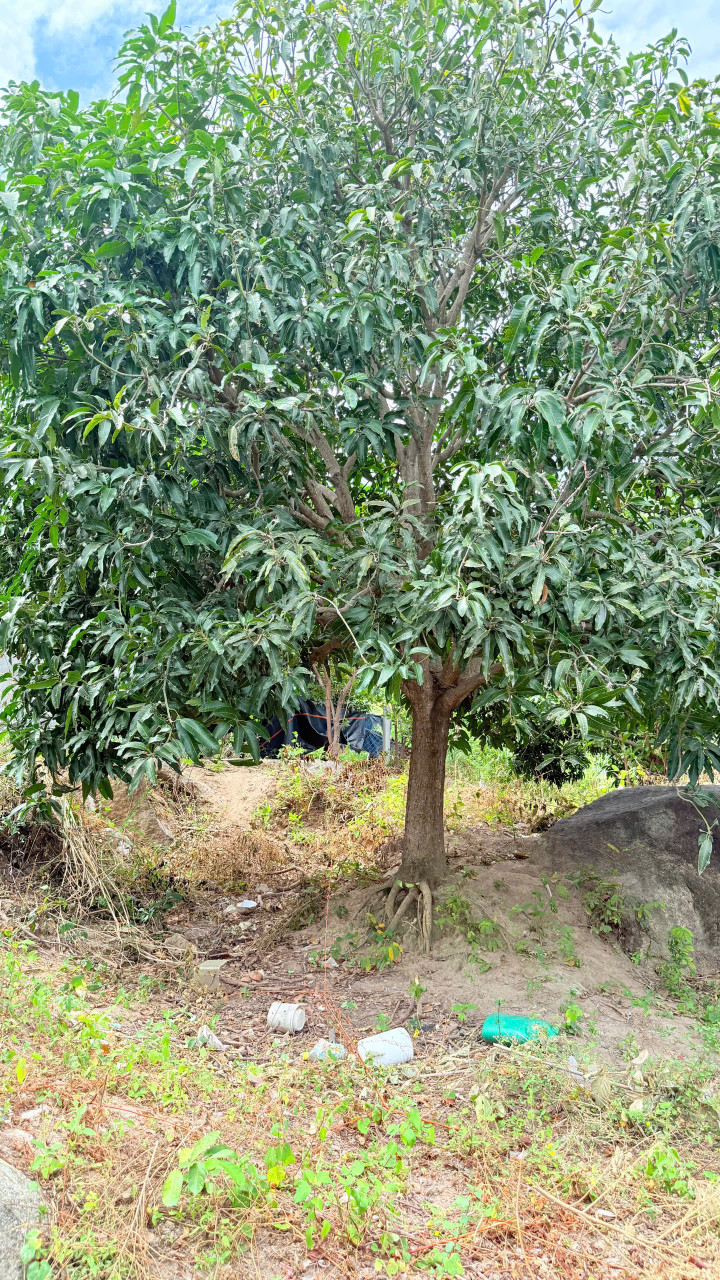 CAM AN NAM-- 2503 M2 -- FULL XOÀI -- GIÁ CHỈ 250 TRIỆU