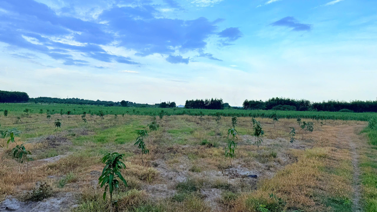 CAM AN NAM -- 1827 M2 -- 55M NGANG -- GIÁ CHỈ 490 TRIỆU -- 0961481675