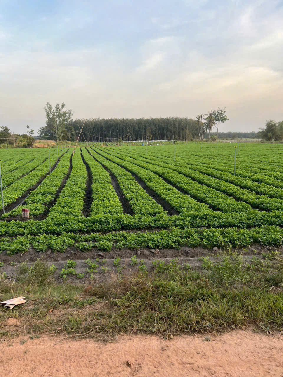 Bán đất 6000m² ngang 60m tại Xã Cầu Khởi