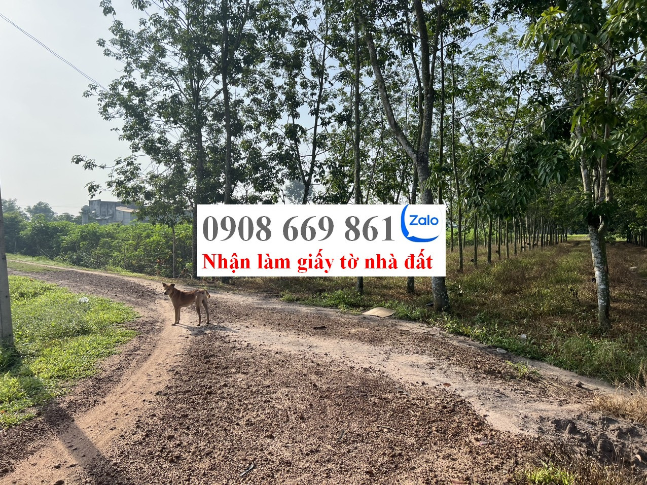 bán đất . diện tích 186 m2 . xã chà là . dương minh châu
