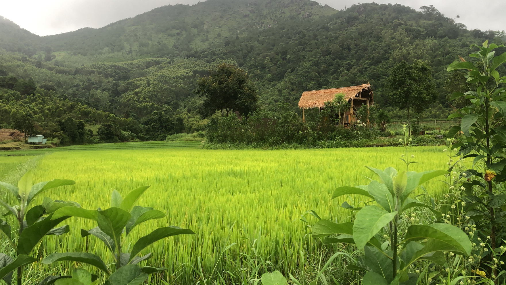 ✨ Siêu phẩm 1,1ha ( 11.000m2 ) Chư Đăng Ya Lúa Ngô Sơn