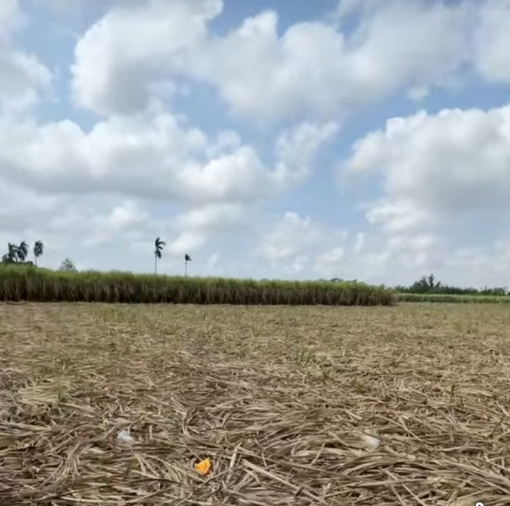 Bán đất 10000m² có sẵn 100m² thổ cư ngang 45m giá 220 triệu tại Xã Cù Lao Dung