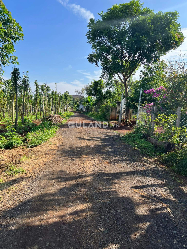 BÁN ĐẤT XÃ CUWMGAR 10*58 GIÁ BÁN 330