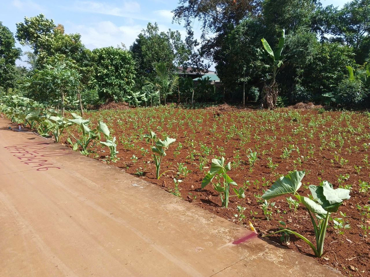 Bán nhà 200m² 800 triệu tại Xã Cuor Đăng Huyện Cư M'gar