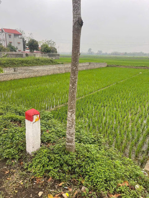 MÌNH CẦN BÁN LÔ ĐẤT ĐẸP Ở THỊ TRẤN THẮNG-H.HIỆP HÒA-BẮC GIANG