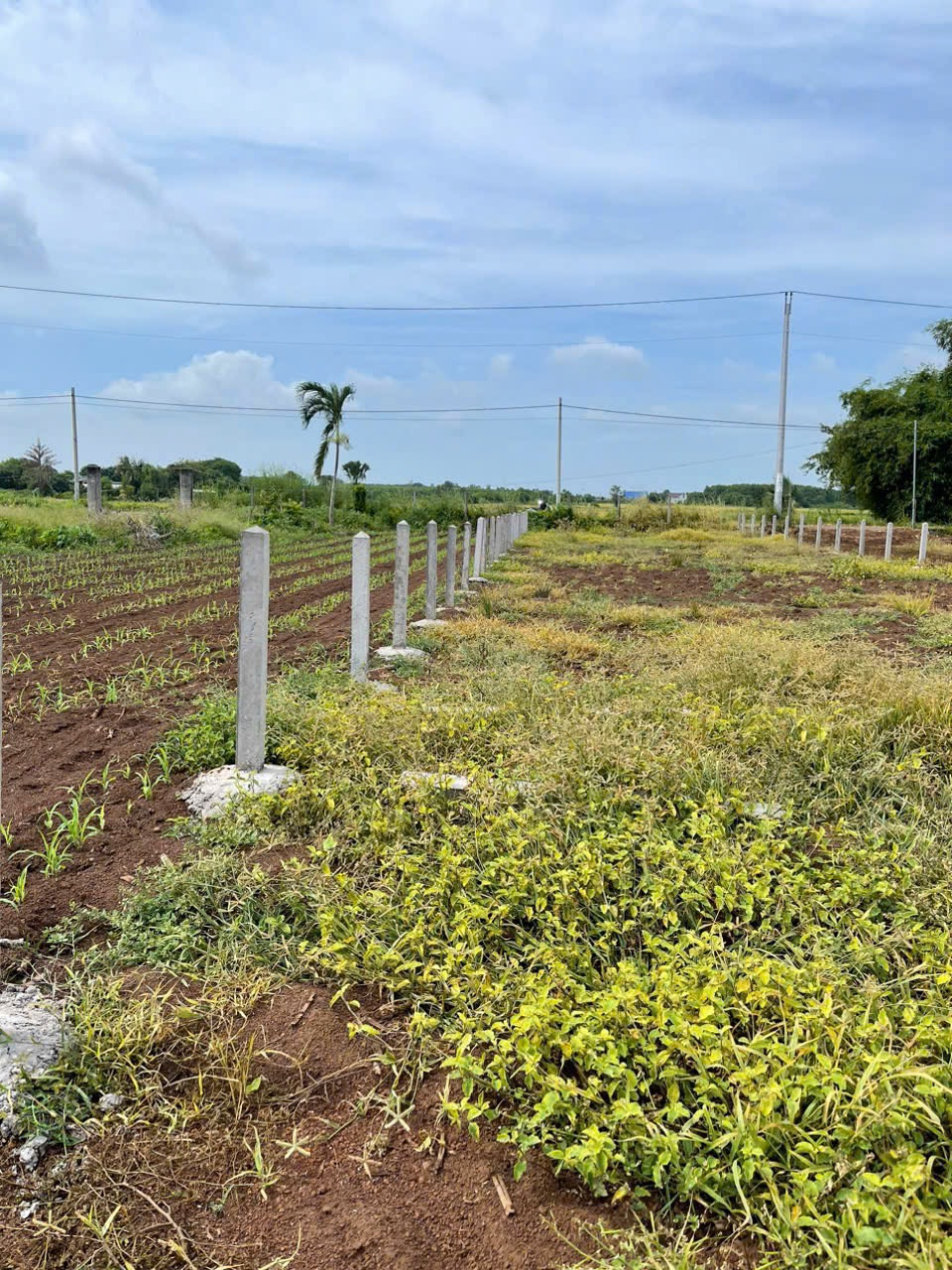 Bán đất 900m² giá 1.8 tỷ Xã Đất Đỏ