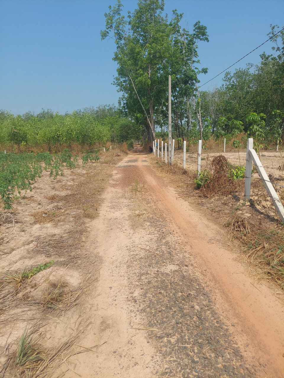 Bán đất 110000m² 800 triệu tại Xã Định An Huyện Dầu Tiếng