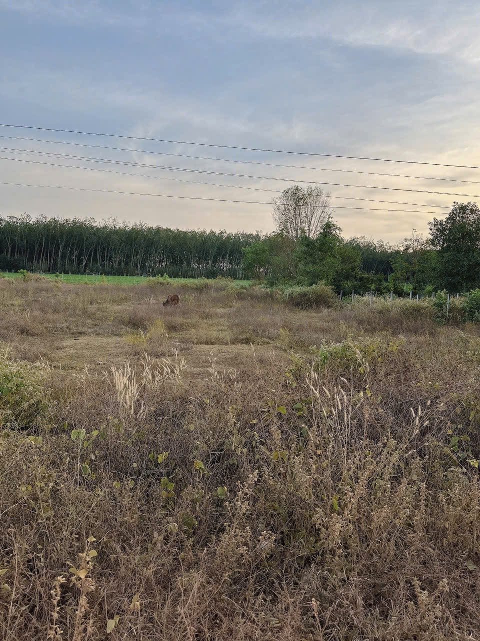 ĐẤT TÂY NINH GIÁ CHỈ 600TR - 376m2, Sổ Riêng giá MỀN ĐỂ ĐẦU TƯ🥰