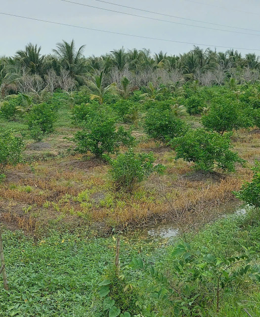 %% CẦN BÁN LÔ ĐẤT FULL THỔ CƯ Ở  XÃ ĐÔNG THÀNH  - THỊ XÃ BÌNH MINH - VĨNH LONG.