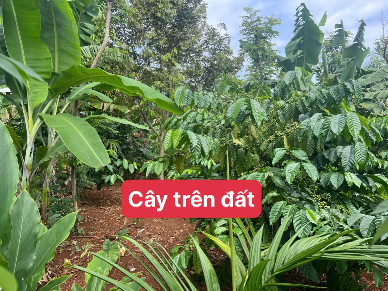 219tr sẵn thổ cư đường bê tông tại CƯKUIN Đăk Lăk