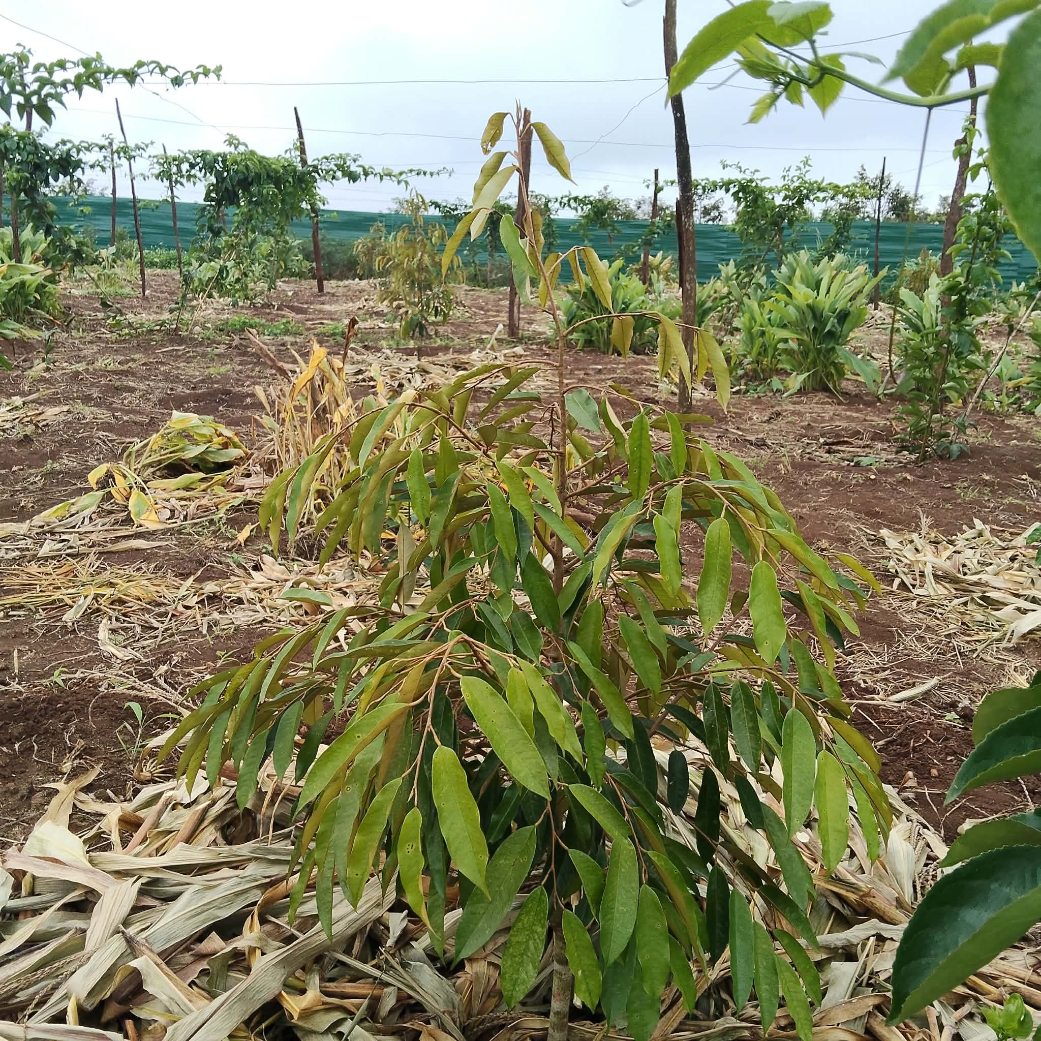 Eablang Buôn Hồ