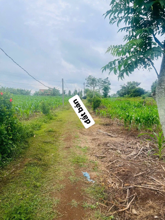 Bán đất 904.7m² giá 150 triệu Xã Ea Drông