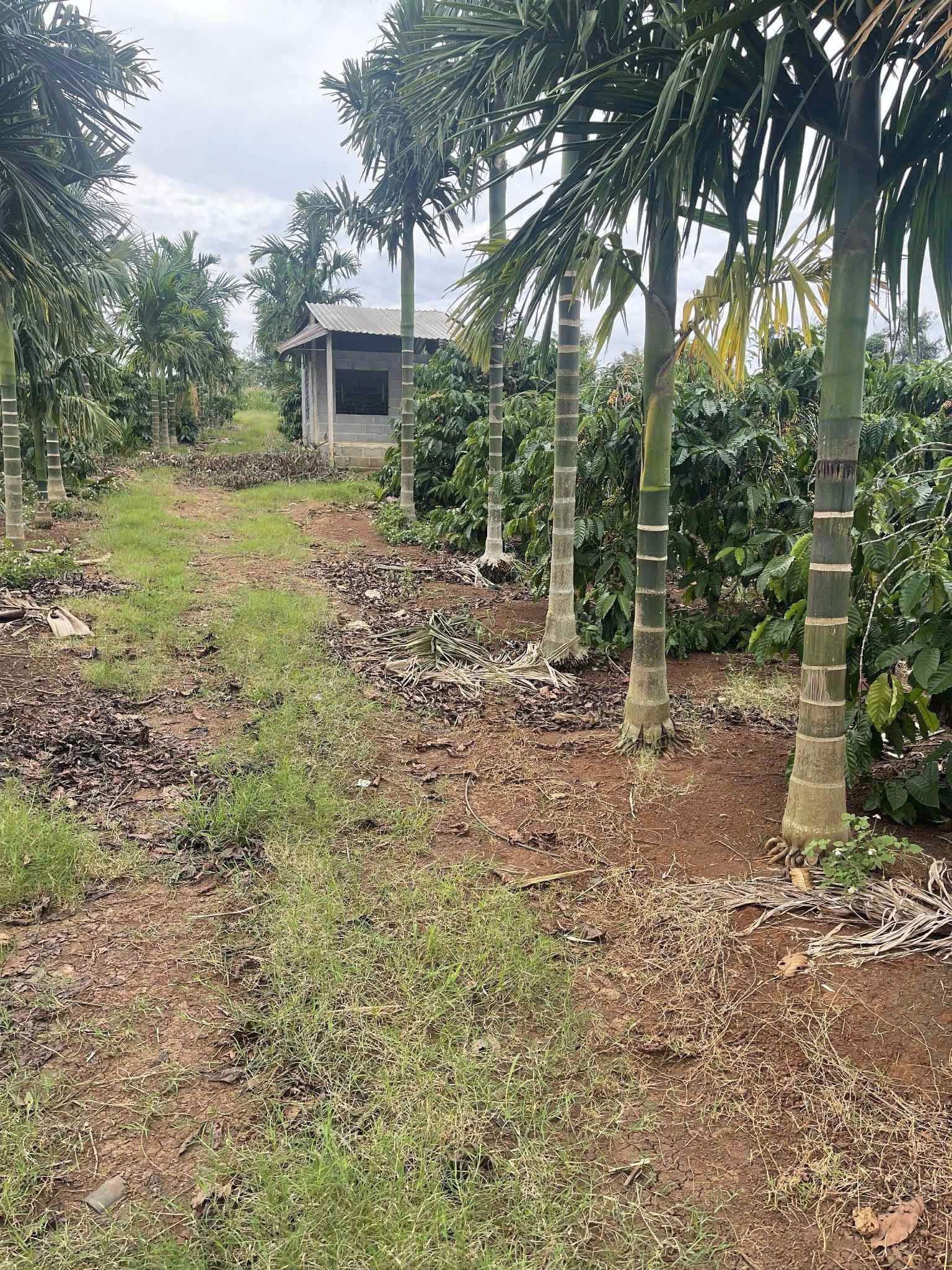 Bán đất 10775.5m² ngang 106m giá 4 tỷ tại Xã Ea Drông