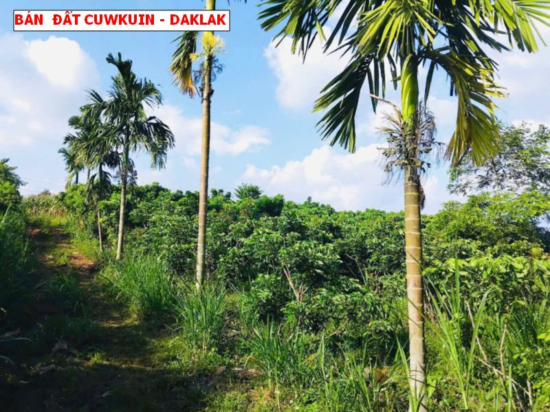 Bán đất Eahu - Cư Kuin - Daklak, nở hậu tài lộc siêu đẹp