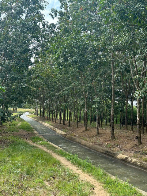 Buôn Đôn- Đắk Lắk dt 3.6ha thực tế 4ha có nhà cấp 4, sẵn nguồn nước, điện, sẵn nguồn thu cao su giá chỉ 2.8 tỷ bao sổ