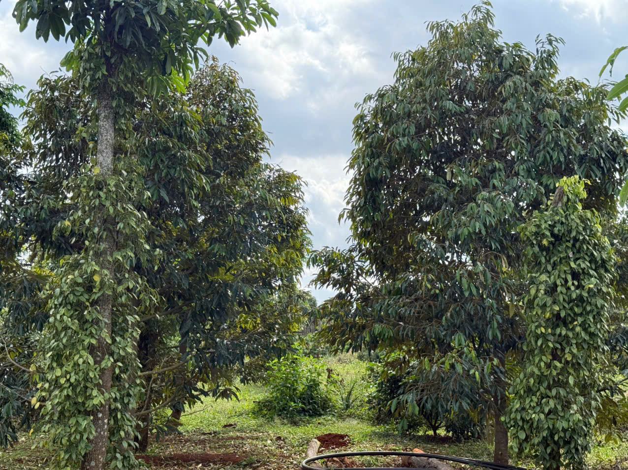 🇻🇳🇻🇳🇻🇳Bán 2,1ha sầu riêng xen cafe và tiêu tại xã EAKIET, CƯMGAR, ĐẮK LẮK