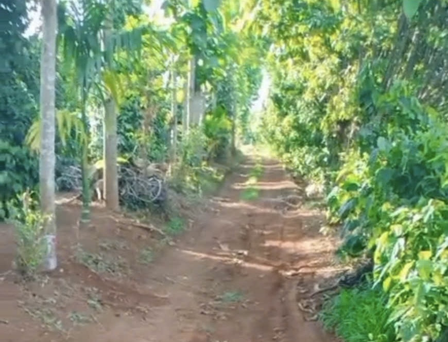 Đất trồng cây lâu năm
