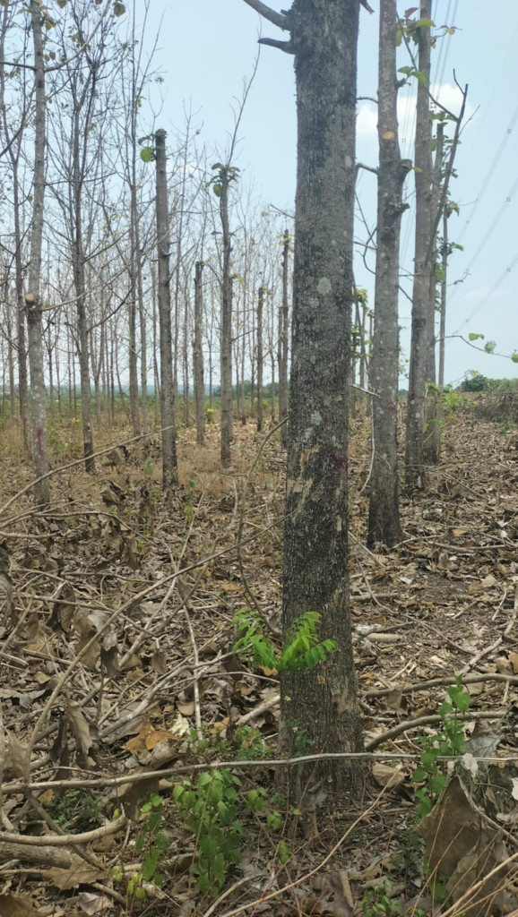 Cần bán gấp lô đất đen sỏi bằng đẹp