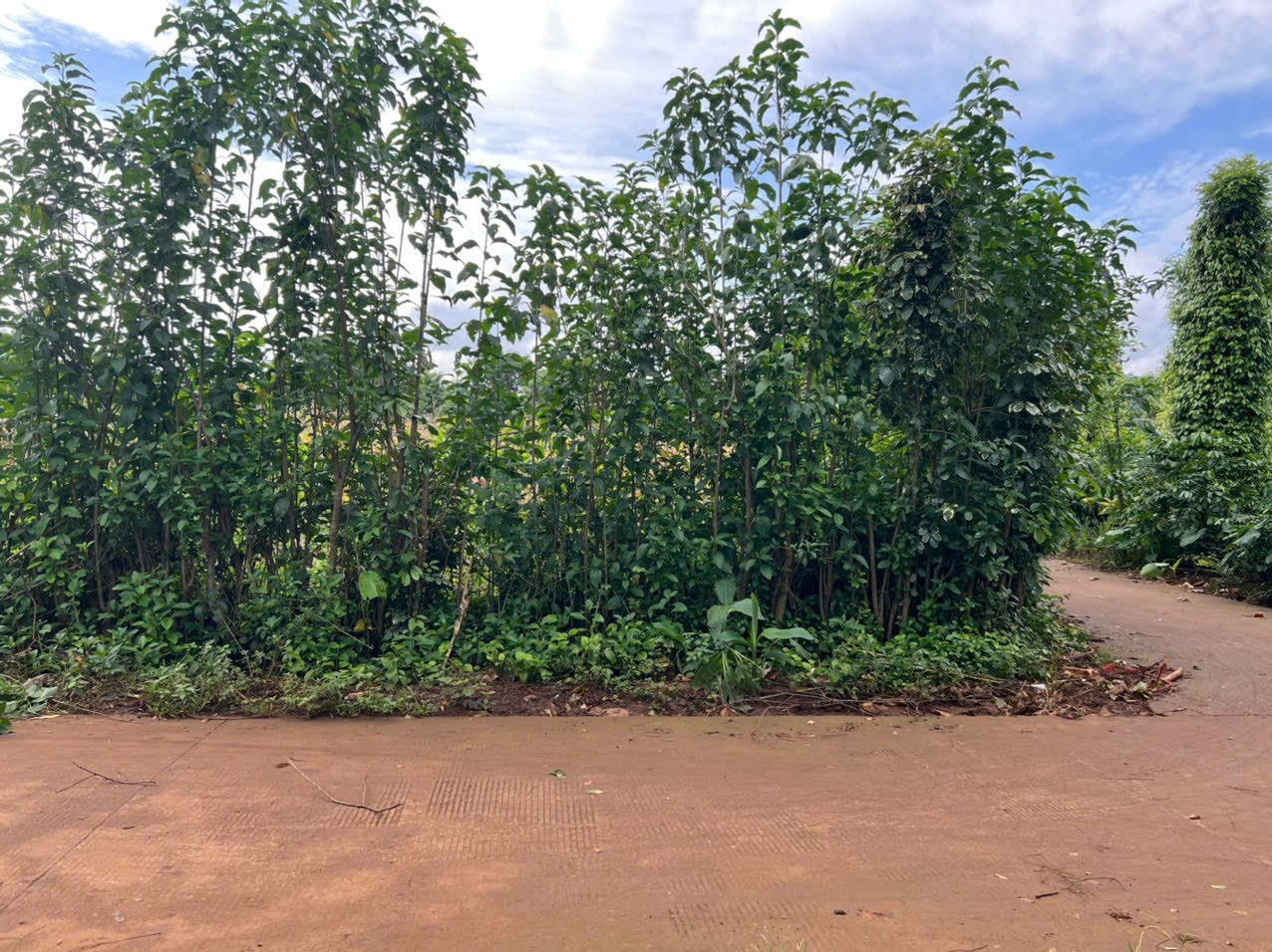 Đất thổ cư 306.3m² ngang 6m giá 220 triệu Xã Ea Na
