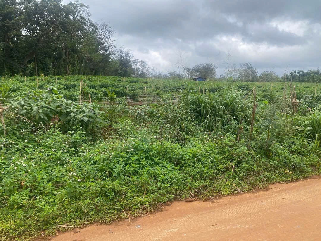 Bán đất 11000m² ngang 70m giá 4.5 tỷ tại Xã Ea Ning