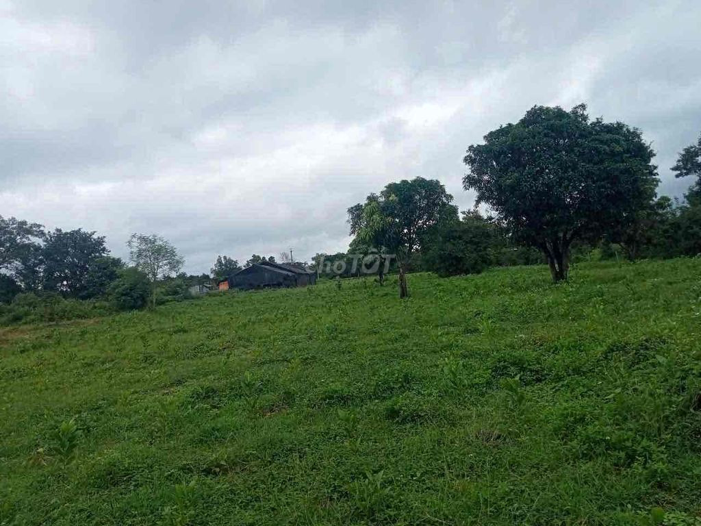Cần Bán Đất Rẫy 50000m2 Tại Buôn Đôn - Đắk LắK