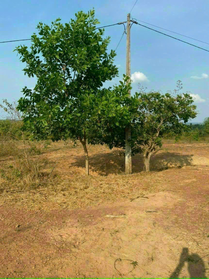 Bán đất 13980.1m² 2.6 tỷ tại Xã Ea Nuôl Huyện Buôn Đôn