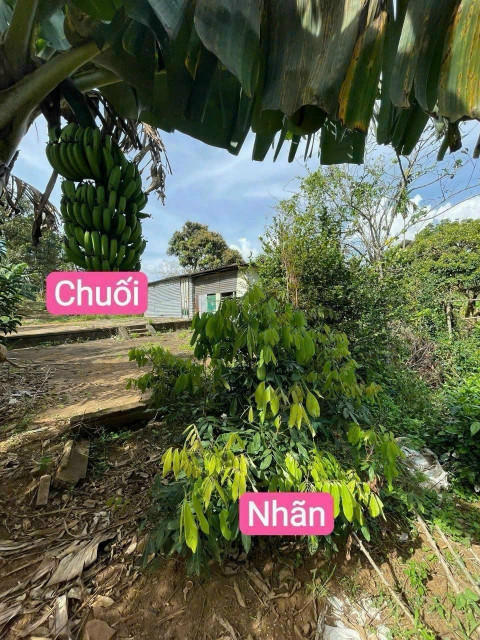 Bán đất 528.4m² giá 179 triệu tại Xã Ea Riêng Huyện M'Đrắk