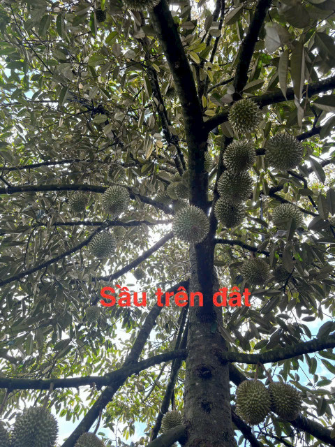 Đất thổ View Hồ lớn, sẵn nhà c4 868.5m² ngang 30m giá 868 triệu Xã Ea Tul, Cư M'gar