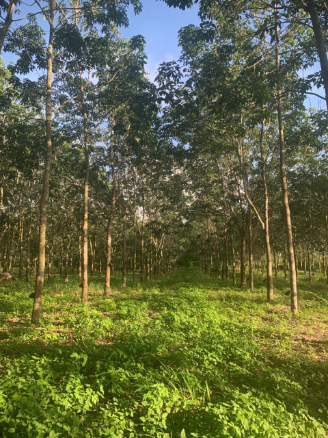 bán 2ha4 cao su đang cạo mủ