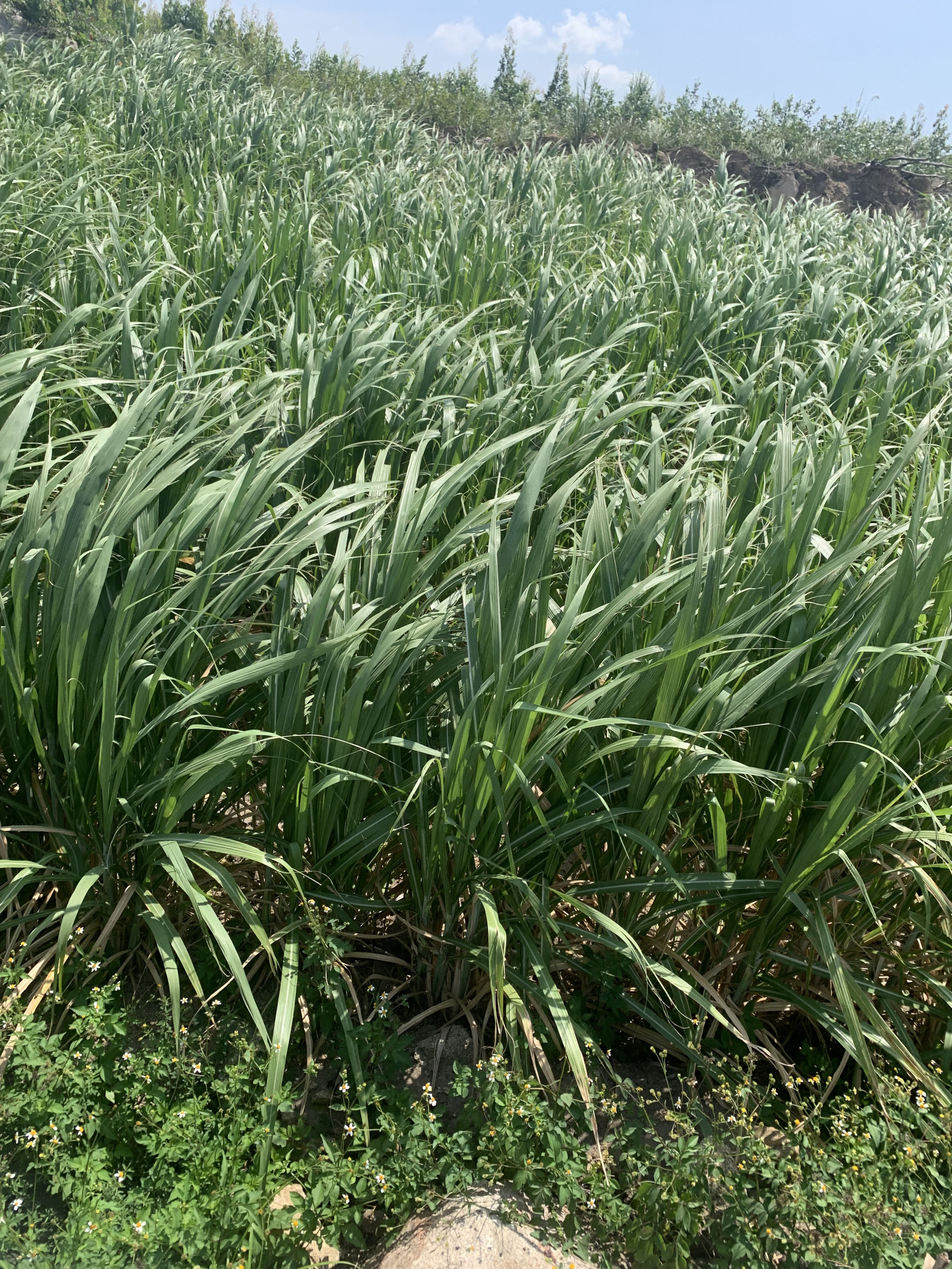 bán 8ha mía gốc tơ, gốc một