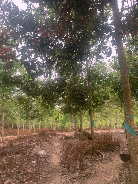 bán đất rẫy có cao su đang thu mủ