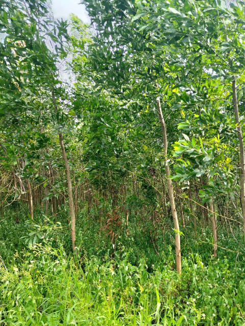có 1ha keo bán cả đất